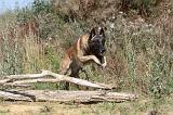 MALINOIS 211